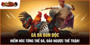 Gà Đá Đòn Độc – Hiểm Hóc Từng Thế Đá, Đảo Ngược Thế Trận