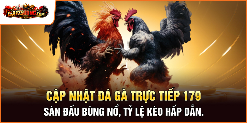 Cập nhật đá gà trực tiếp 179 Sàn đấu bùng nổ, tỷ lệ kèo hấp dẫn.