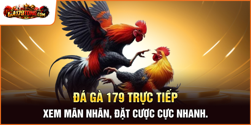 Đá gà 179 trực tiếp - Xem mãn nhãn, đặt cược cực nhanh.