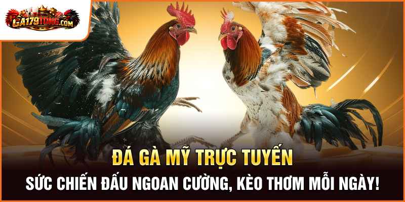 Trực Tiếp Đá Gà Mỹ – Sức Chiến Đấu Ngoan Cường, Kèo Thơm Mỗi Ngày!