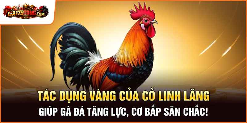 Tác Dụng Vàng Của Cỏ Linh Lăng – Giúp Gà Đá Tăng Lực, Cơ Bắp Săn Chắc!