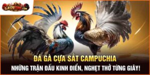 Đá Gà Cựa Sắt Campuchia – Những Trận Đấu Kinh Điển, Nghẹt Thở Từng Giây!