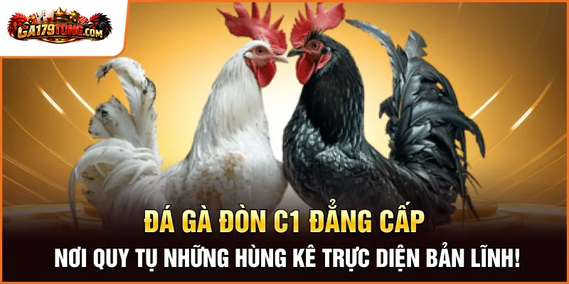 Đá Gà Đòn C1 Đẳng Cấp – Nơi Quy Tụ Những Hùng Kê Trực Diện Bản Lĩnh!