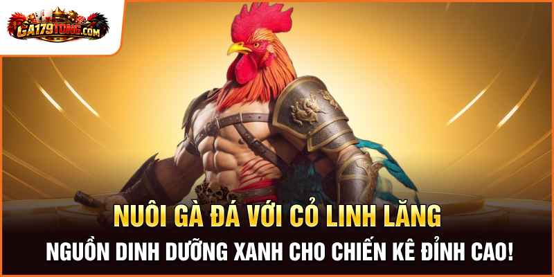 Cách Nuôi Gà Đá Với Cỏ Linh Lăng Hiệu Quả Cao 2026