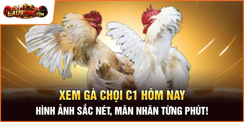 Xem Gà Chọi C1 Hôm Nay – Hình Ảnh Sắc Nét, Mãn Nhãn Từng Phút!